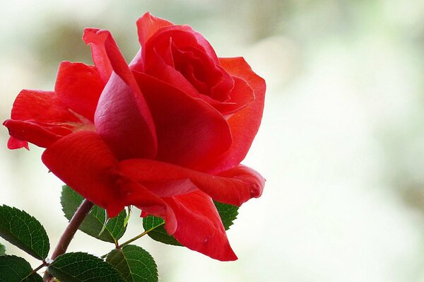 Beautiful red rose background