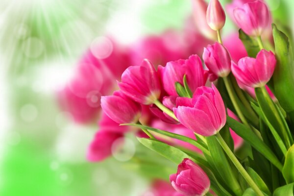 Bouquet de tulipes rouges sous les rayons du soleil