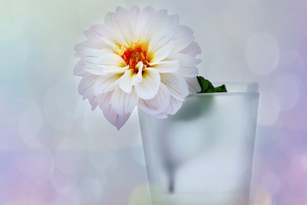 Dahlia flower in a vase on the table