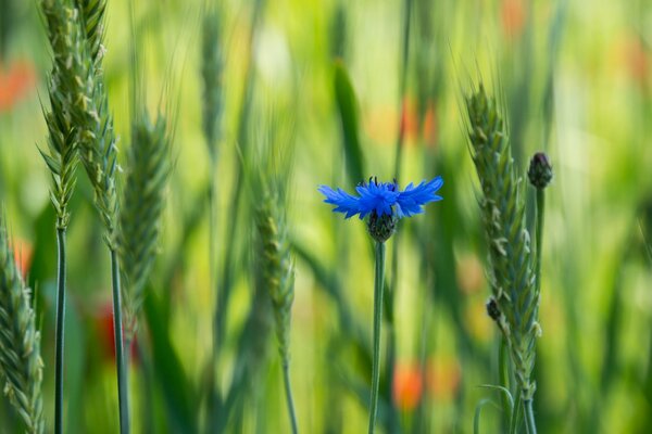 Bright blue voloshka flower