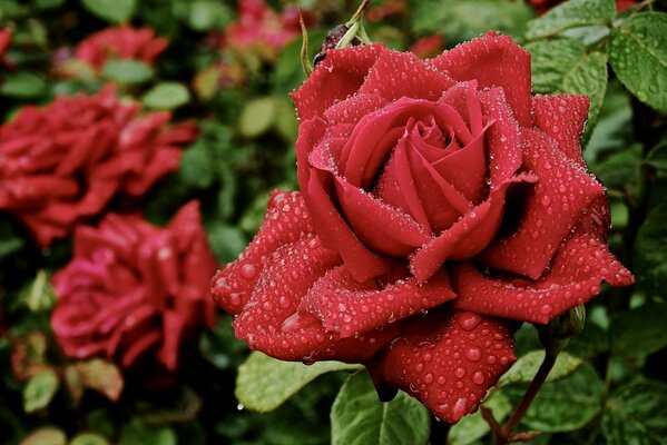 La rosa roja y sus hermosos pétalos húmedos