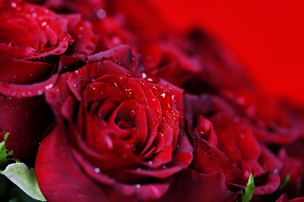 Drops of water on a bright red rose
