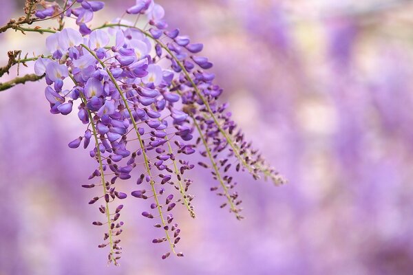 A branch of lilac wisteria flowers