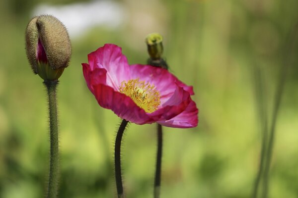 Rosa Mohnknospe Hintergrund