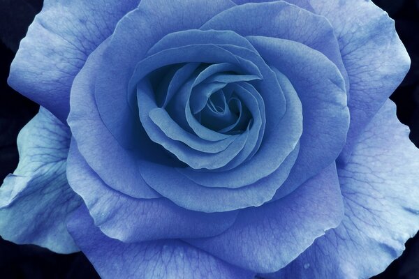 Blue rose petals in macro
