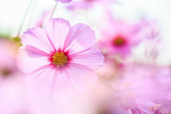 Dans la Prairie de belles cosmées roses