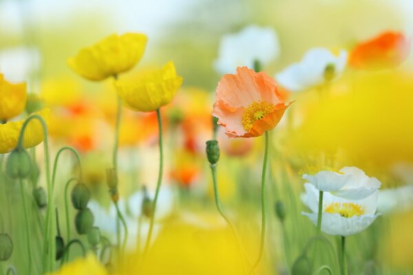 Fond naturel de coquelicots jaunes