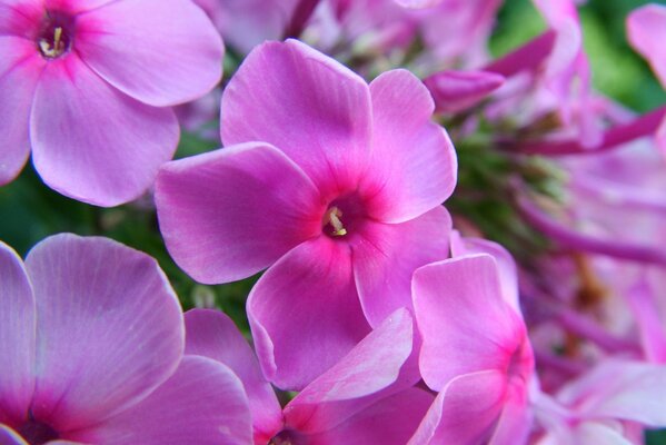 Primo piano di phlox rosa