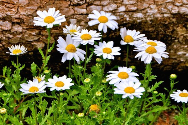 Schöne Widescreen Wallpaper mit Gänseblümchen