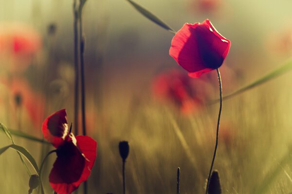 Feldrote Blüten. Mohn und Gras