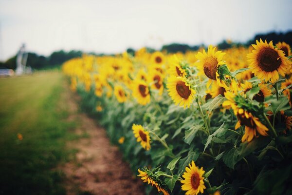 Champ de tournesols jaunes près du sentier