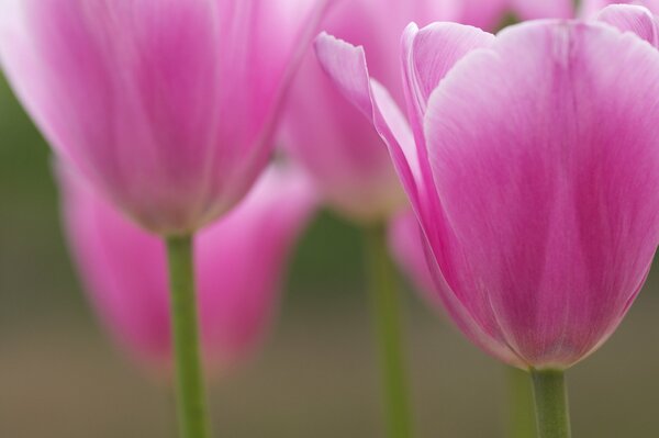 Tulipe rose fleurs fond flou