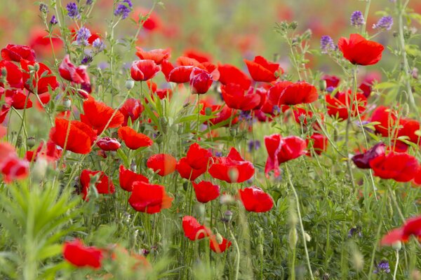 Champ de coquelicots. Fleurs rouges