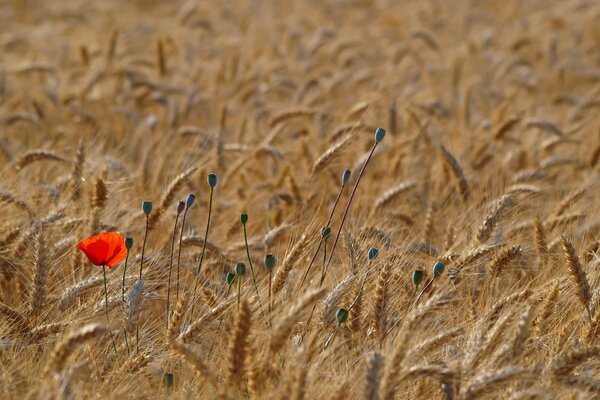 Primo fiore di papavero primaverile, campo di papaveri