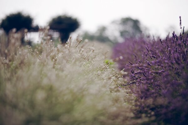 Flores de lavanda de verano lila y tonos de flores blancas