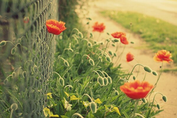 Coquelicots rouges près de la clôture