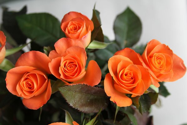 Bouquet of orange roses on a light background