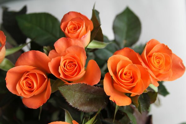 Ramo de rosas naranjas sobre un fondo claro