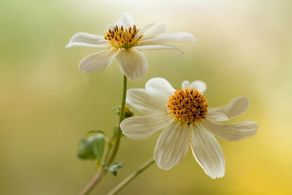 White dahlias on a yellow background