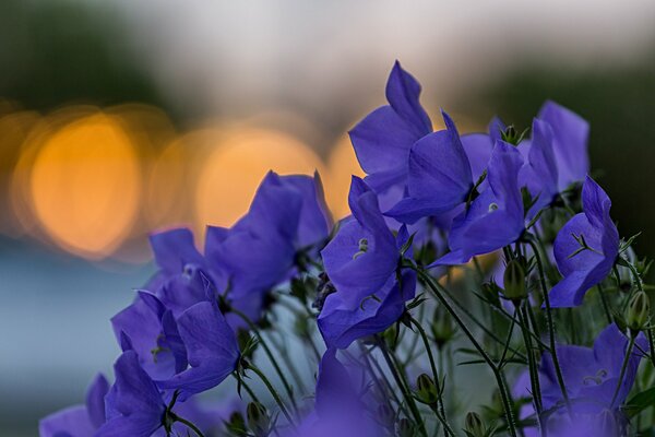 Los pétalos de las campanas sorprenden por su belleza