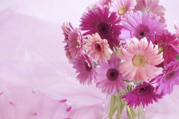 Gerberas en un jarrón sobre un fondo rosa