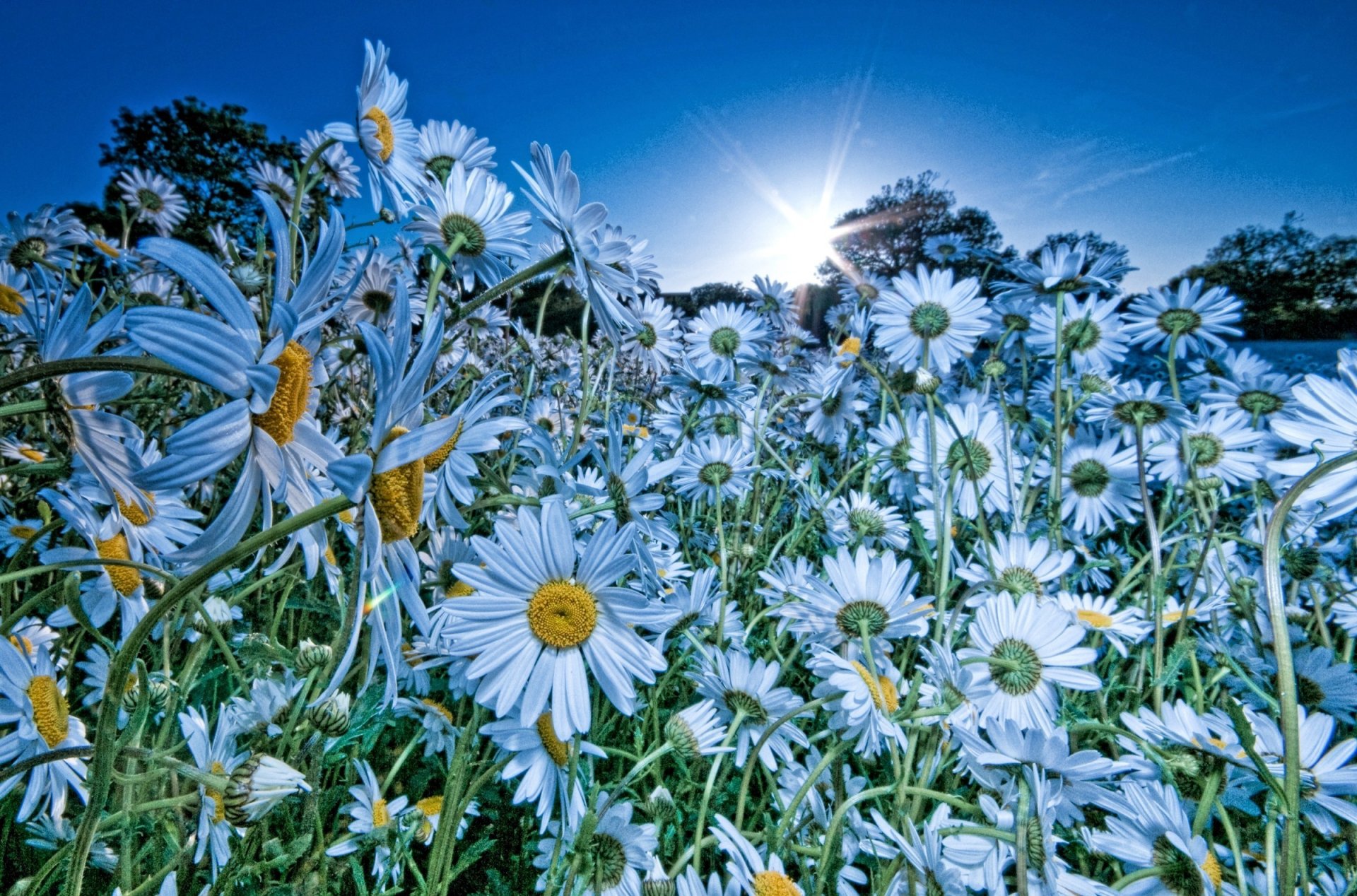 fiori natura margherite campo colore blu sole cielo