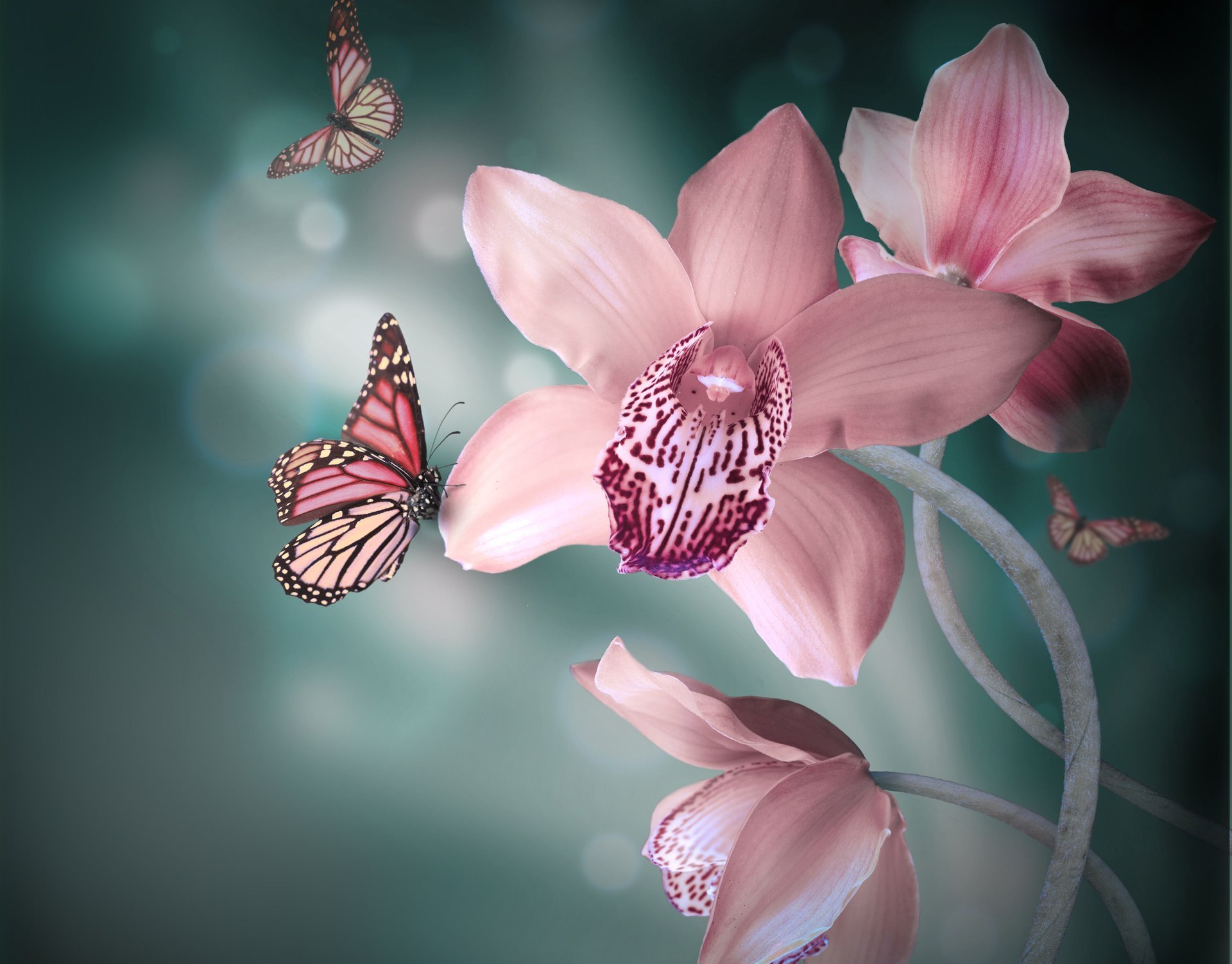 orchid flower pink background butterfly