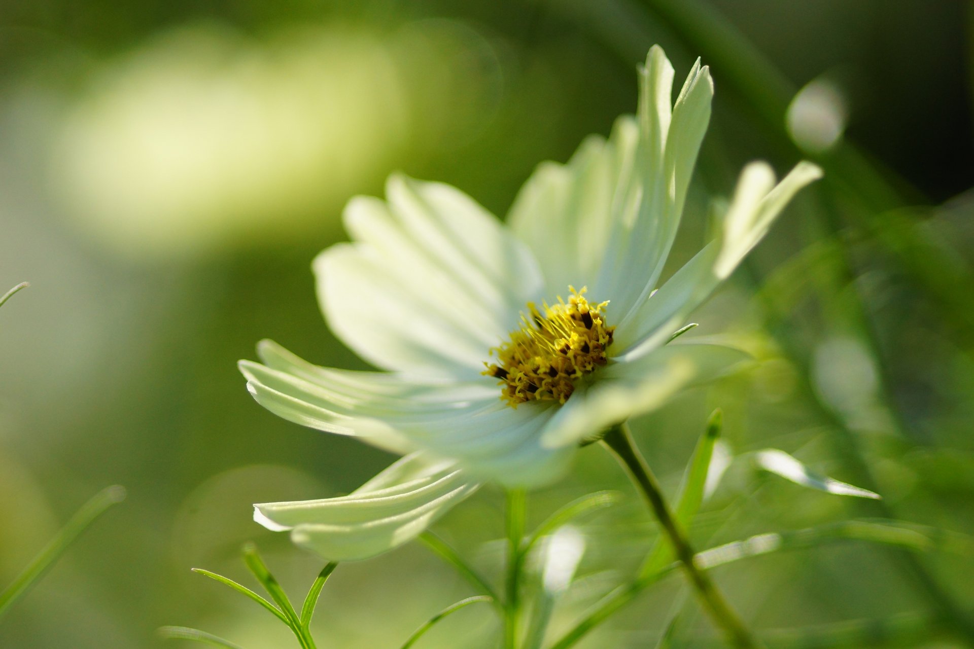 kosmeya flower white close up