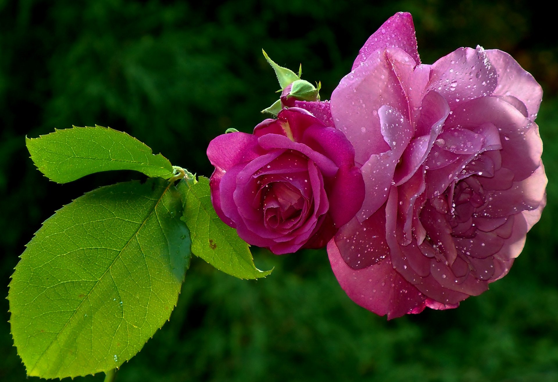 rosas pétalos hojas gotas rocío