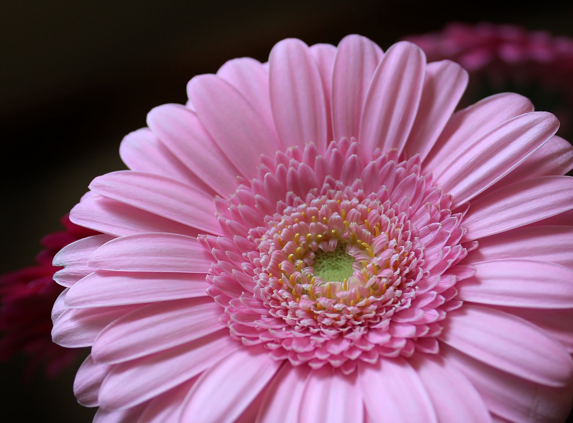 gerbera rosa flor pétalos gerbera