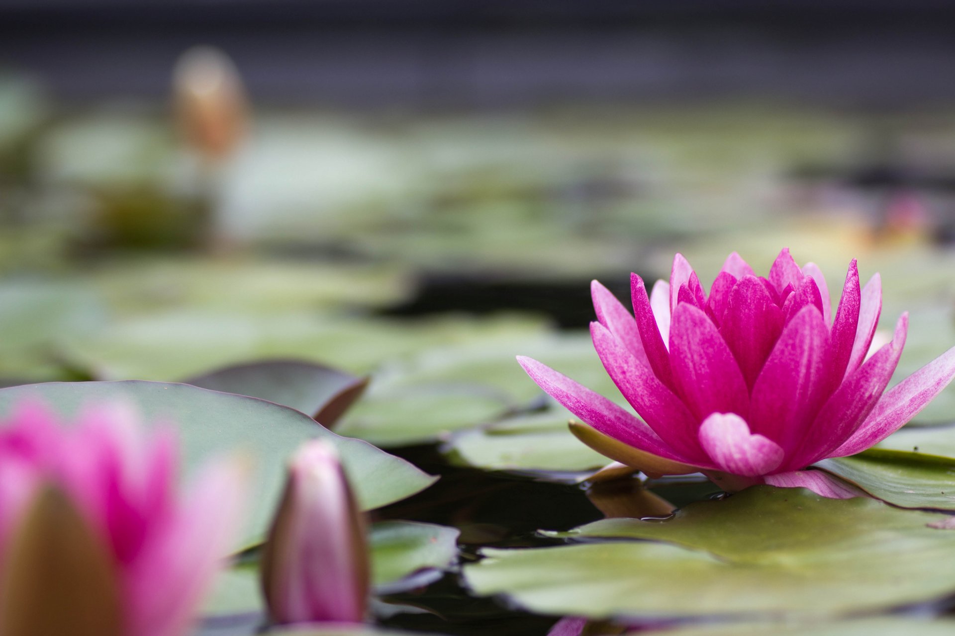 ninfea ninfea rosa fiore petali foglie stagno lago acqua natura