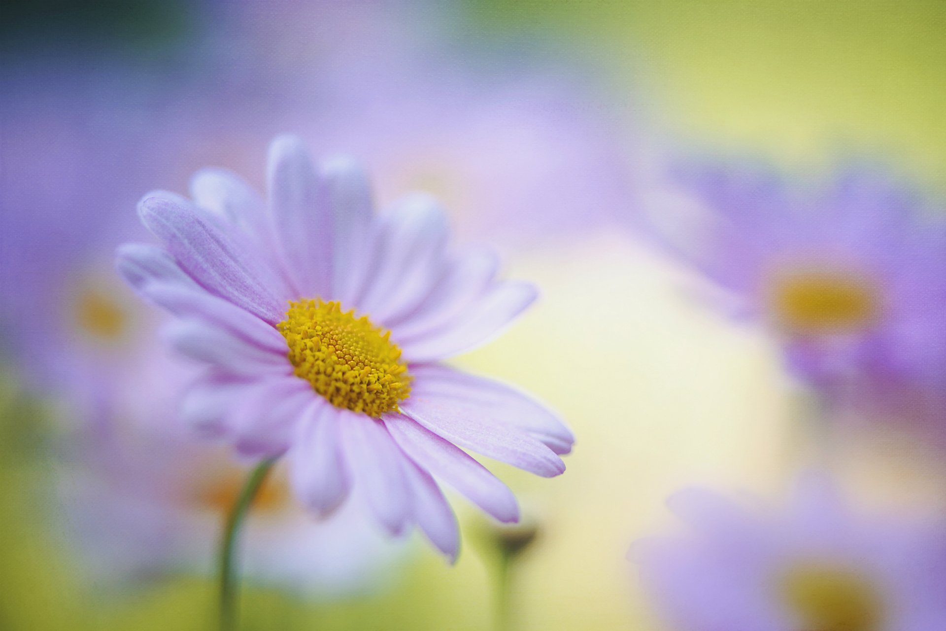 marguerites fleurs pétales gros plan flou