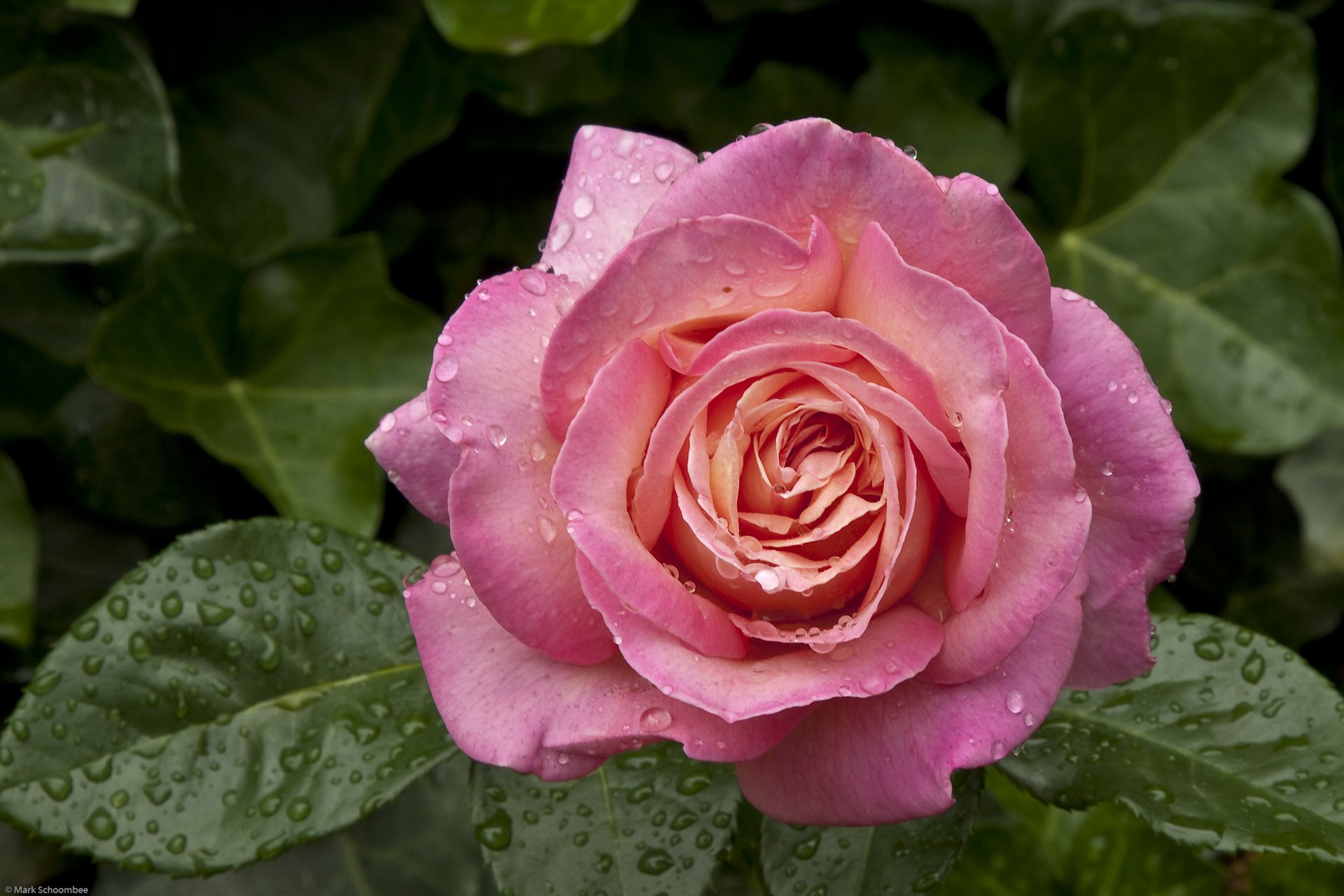 rose bud drops leave