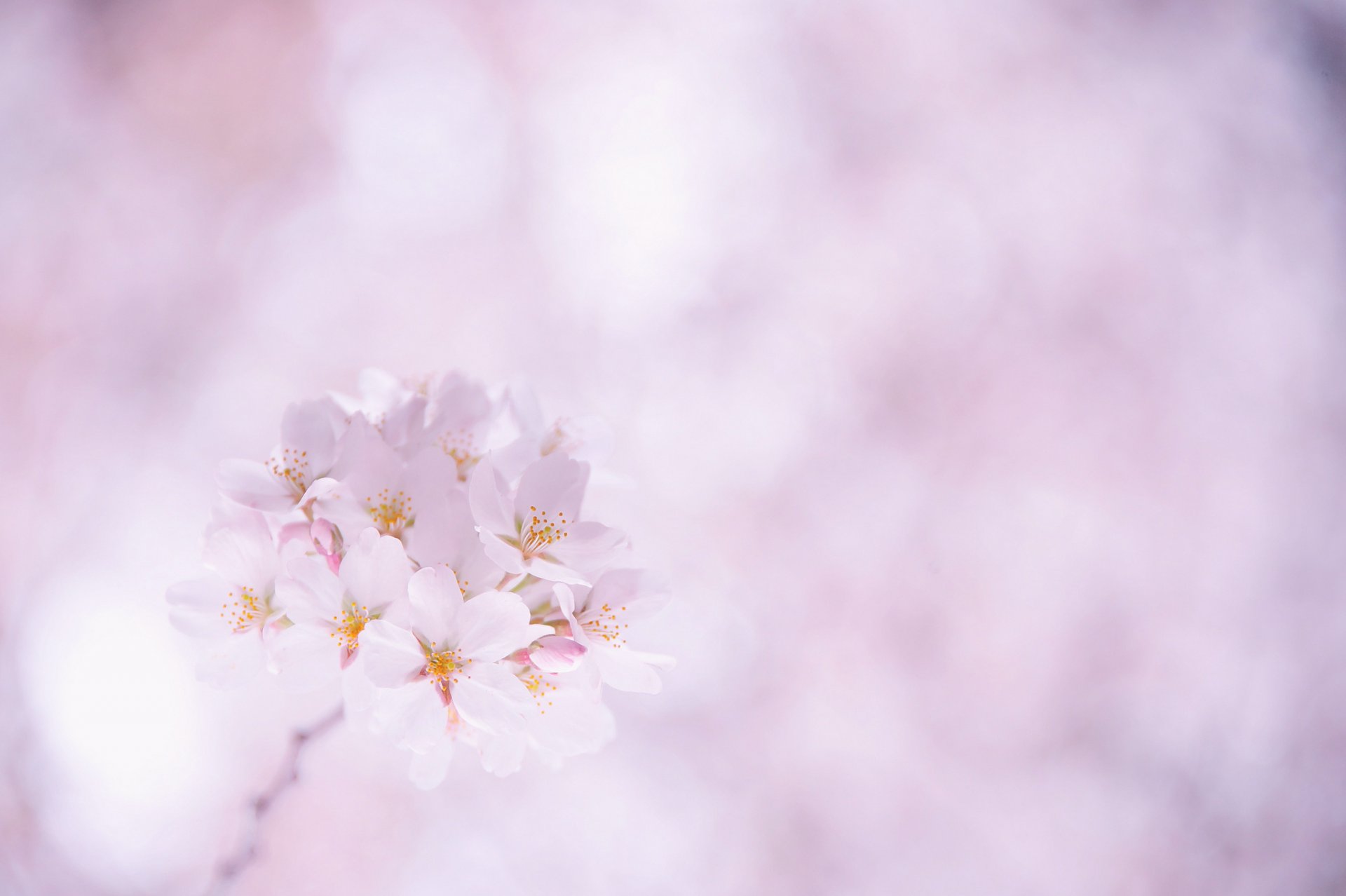 sakura cereza flores blanco rosa pétalos ramita floración