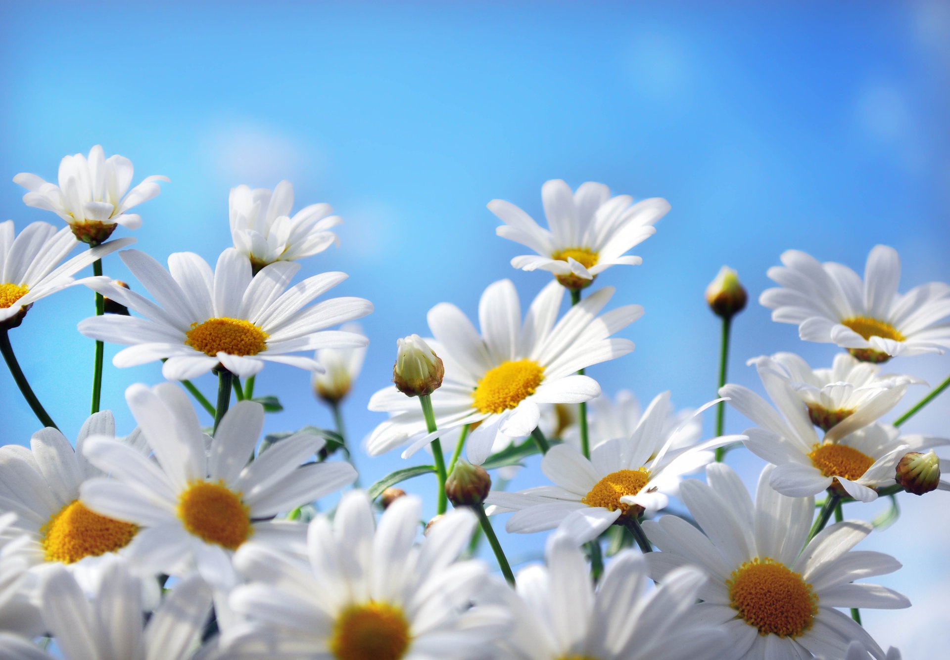 flower chamomile petals nature sky