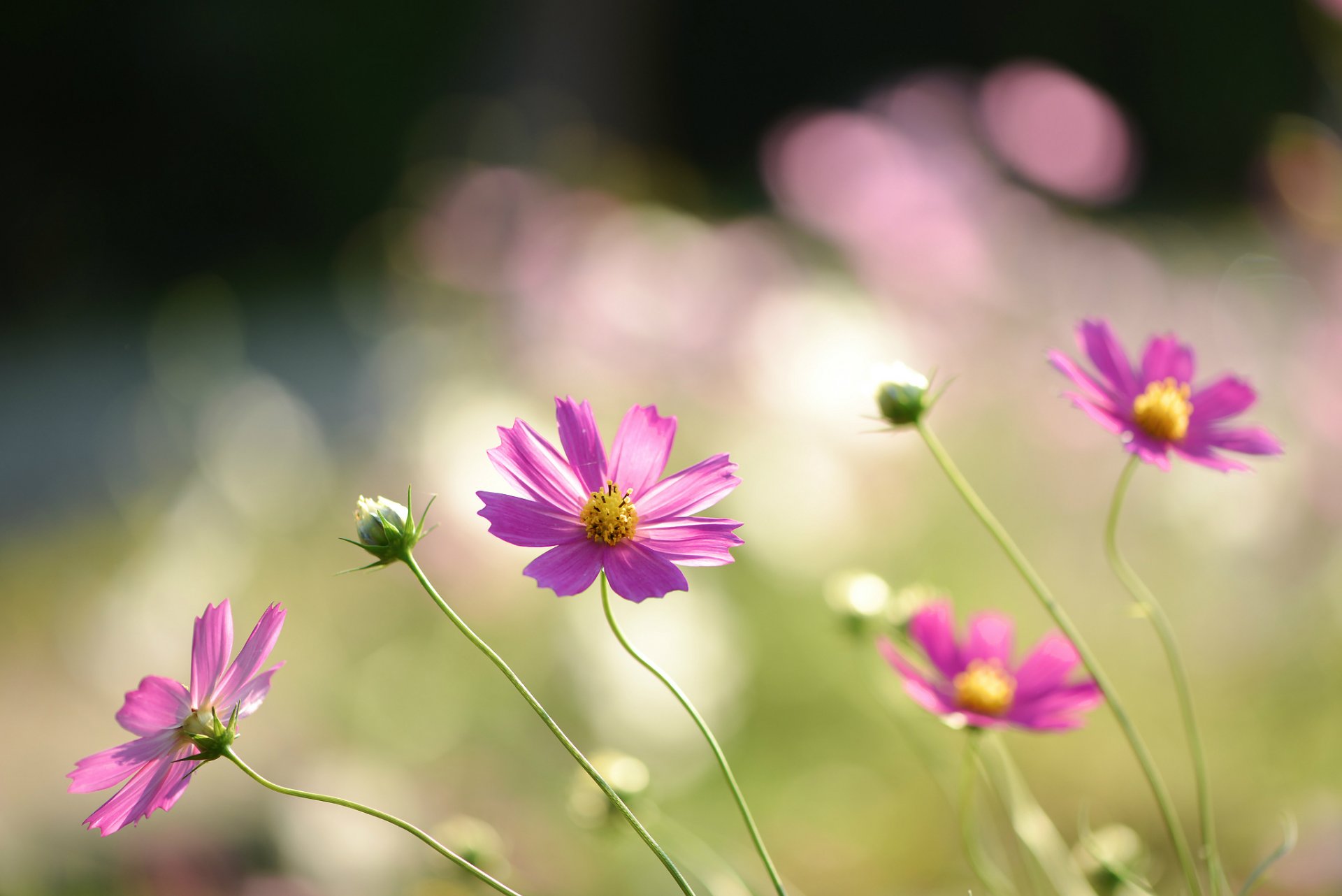 cosmea flores rosa pétalos campo macro desenfoque