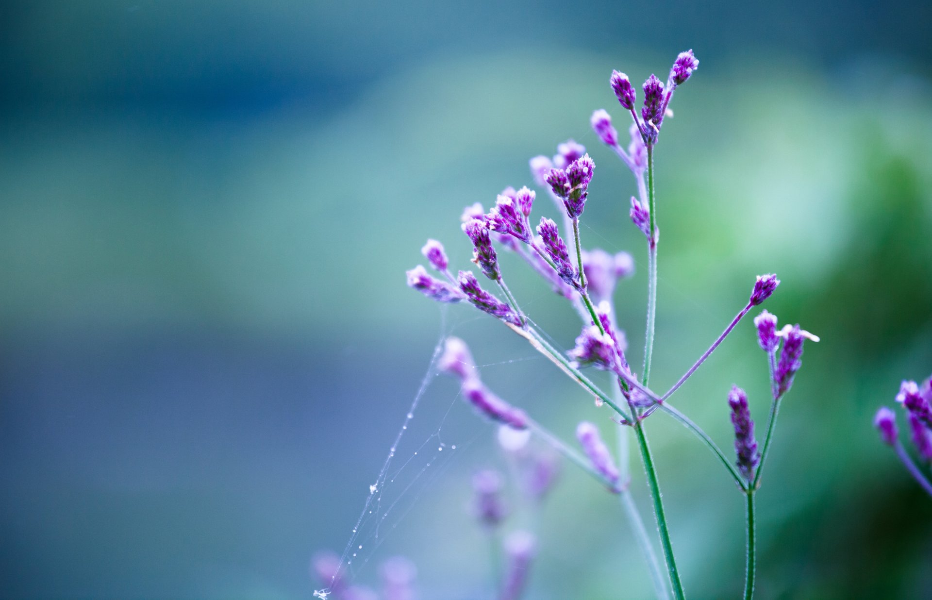 flower close up purple branch spider drop