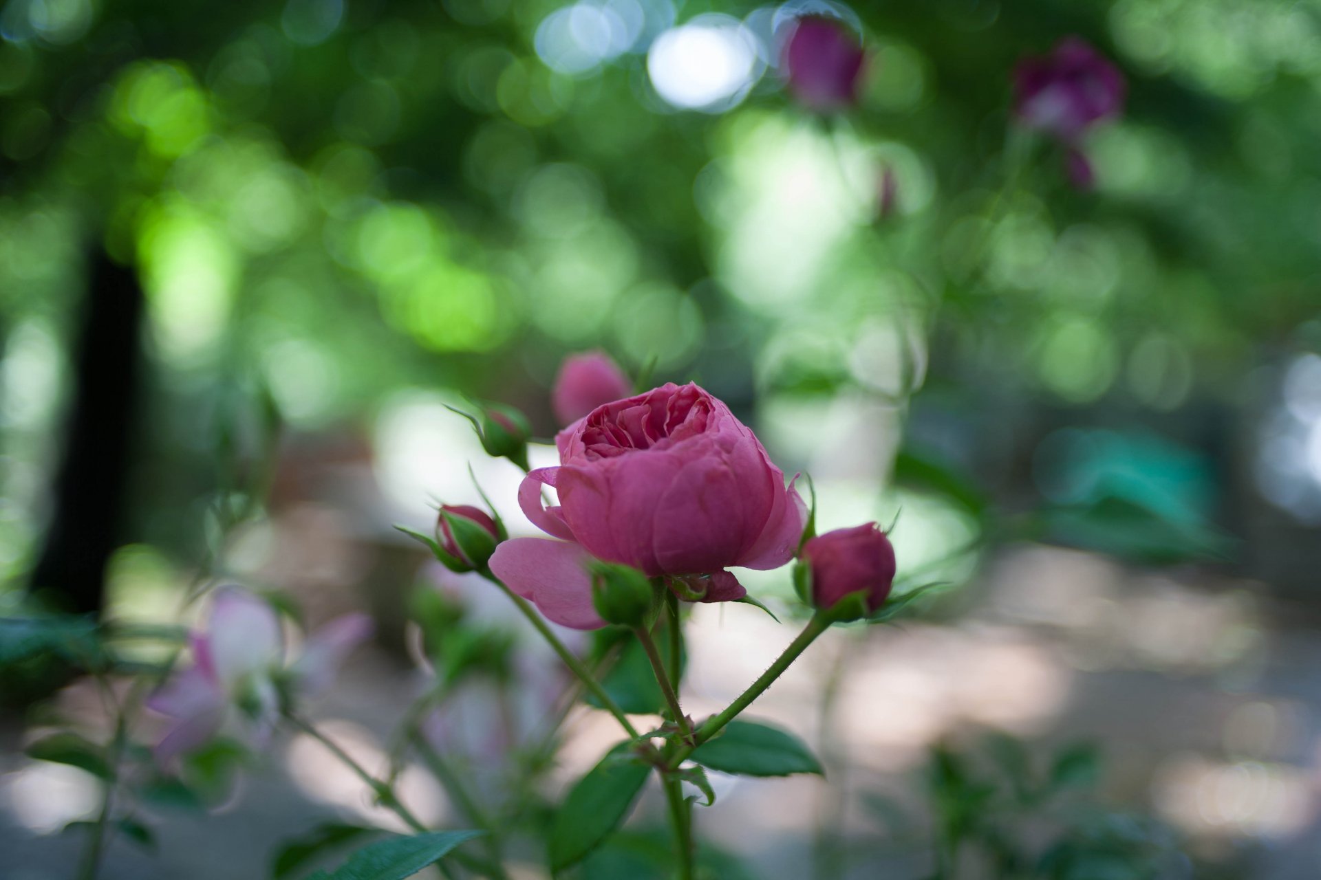 rose rosa blume knospe blütenblätter stiel blätter grün blendung bokeh unschärfe natur makro