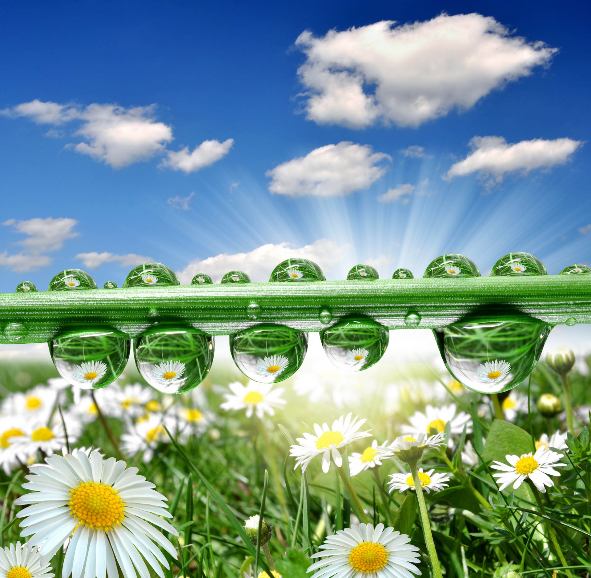 flower chamomile nature water droplets reflection beauty sky