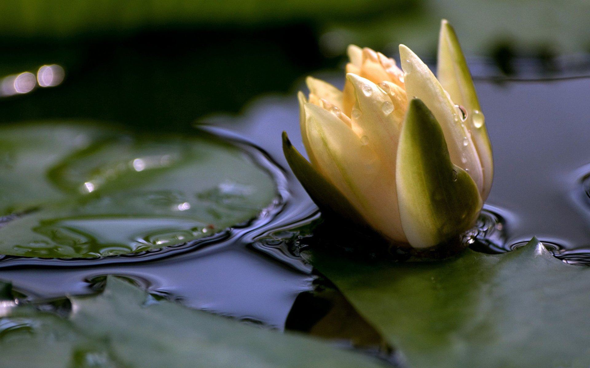 white lily flower pond lake water surface leaves petal