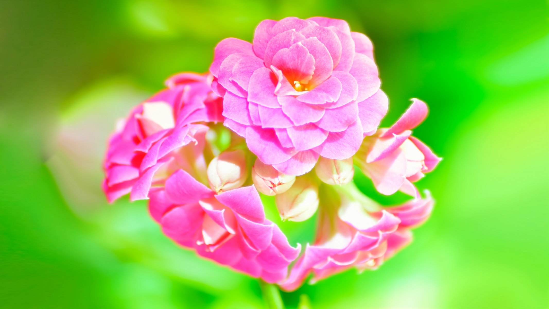 kalanchoe pink close up