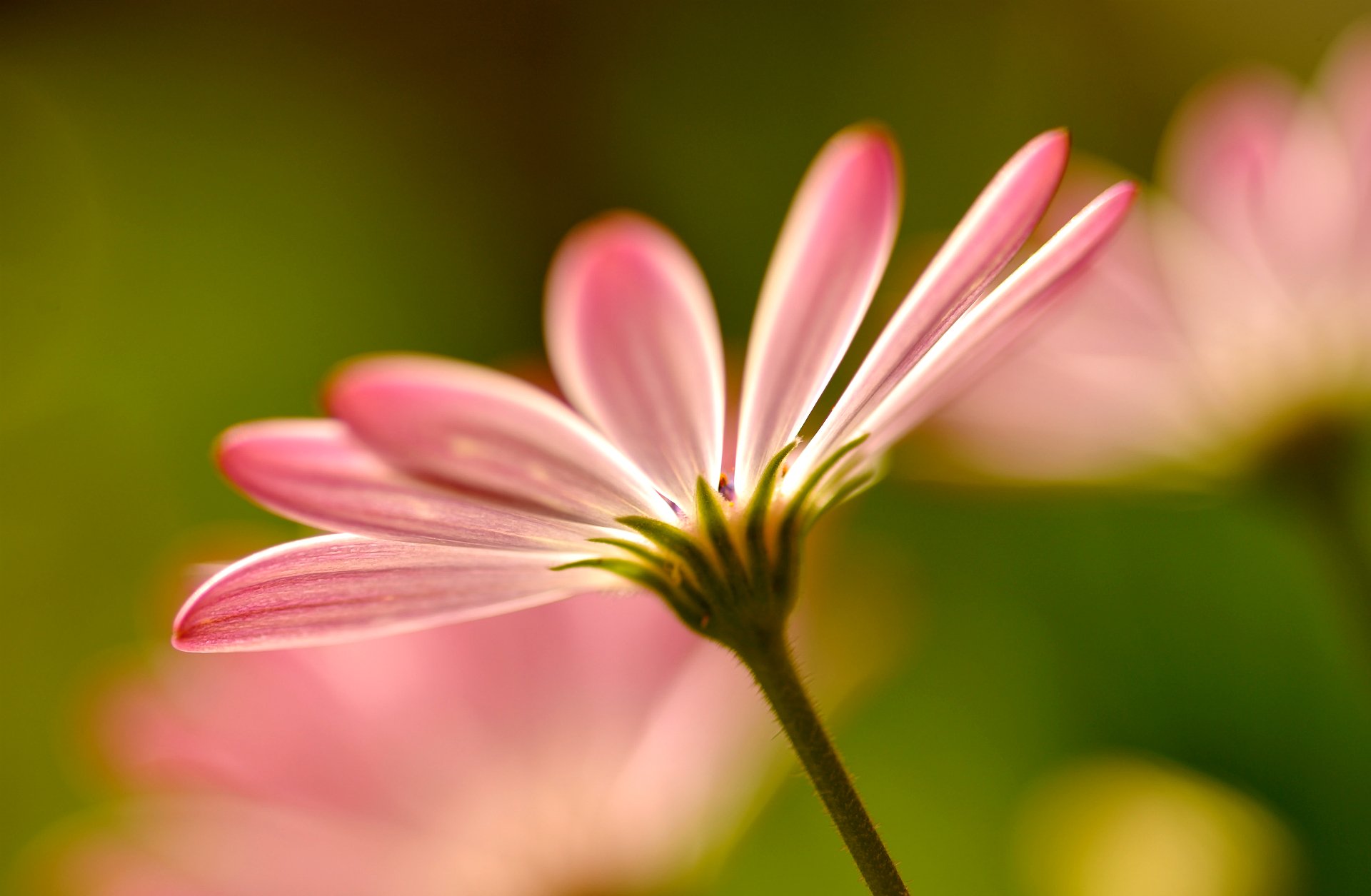 flowers pink petals macro flower close up blur