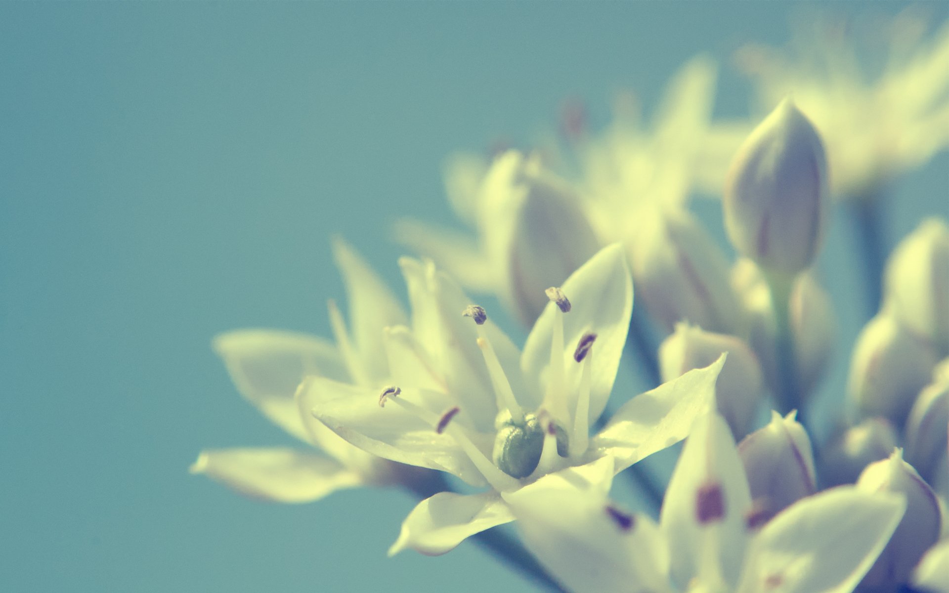 flores blanco fondo macro