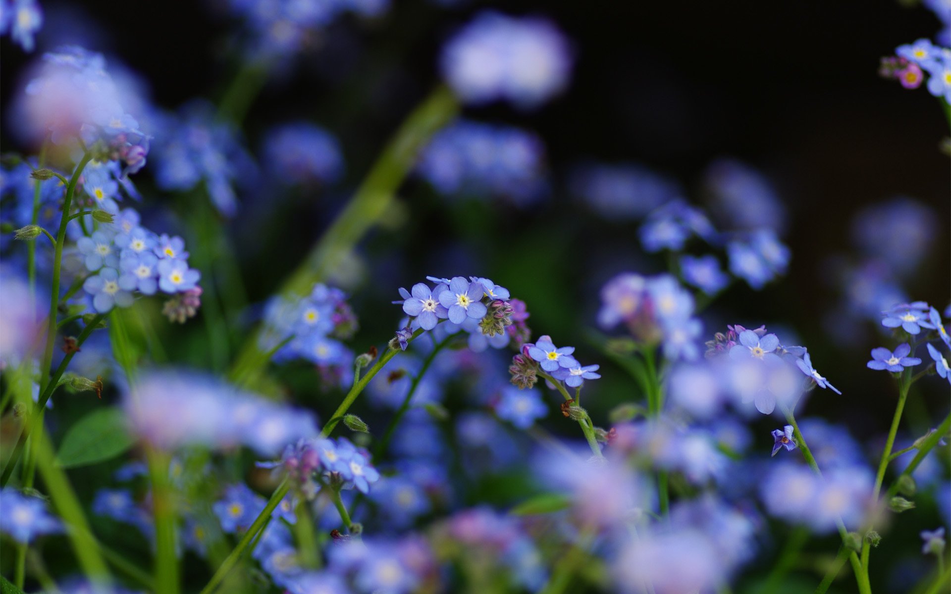 flores campo nomeolvides azul enfoque