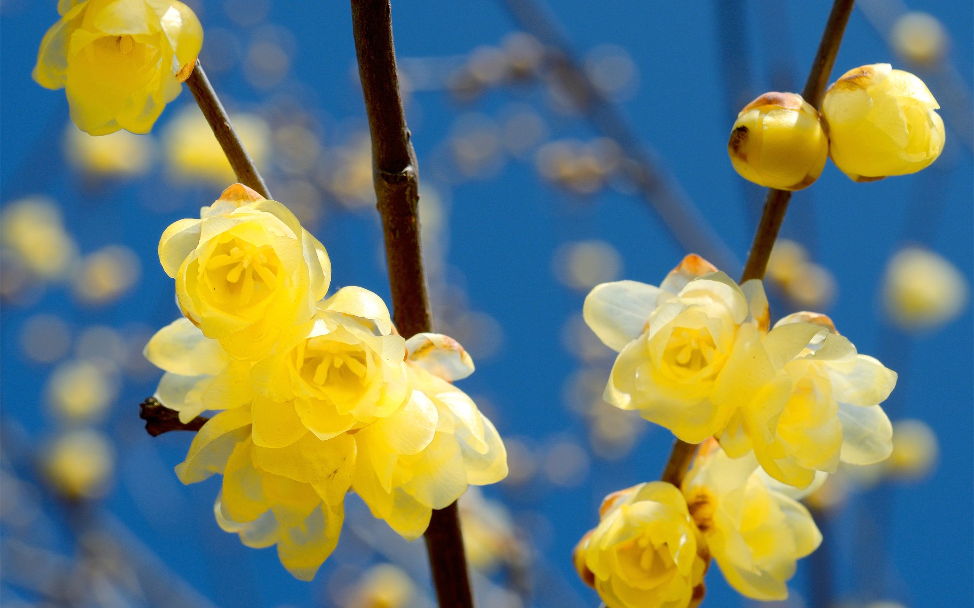 blüte frühling zweige blumen gelb