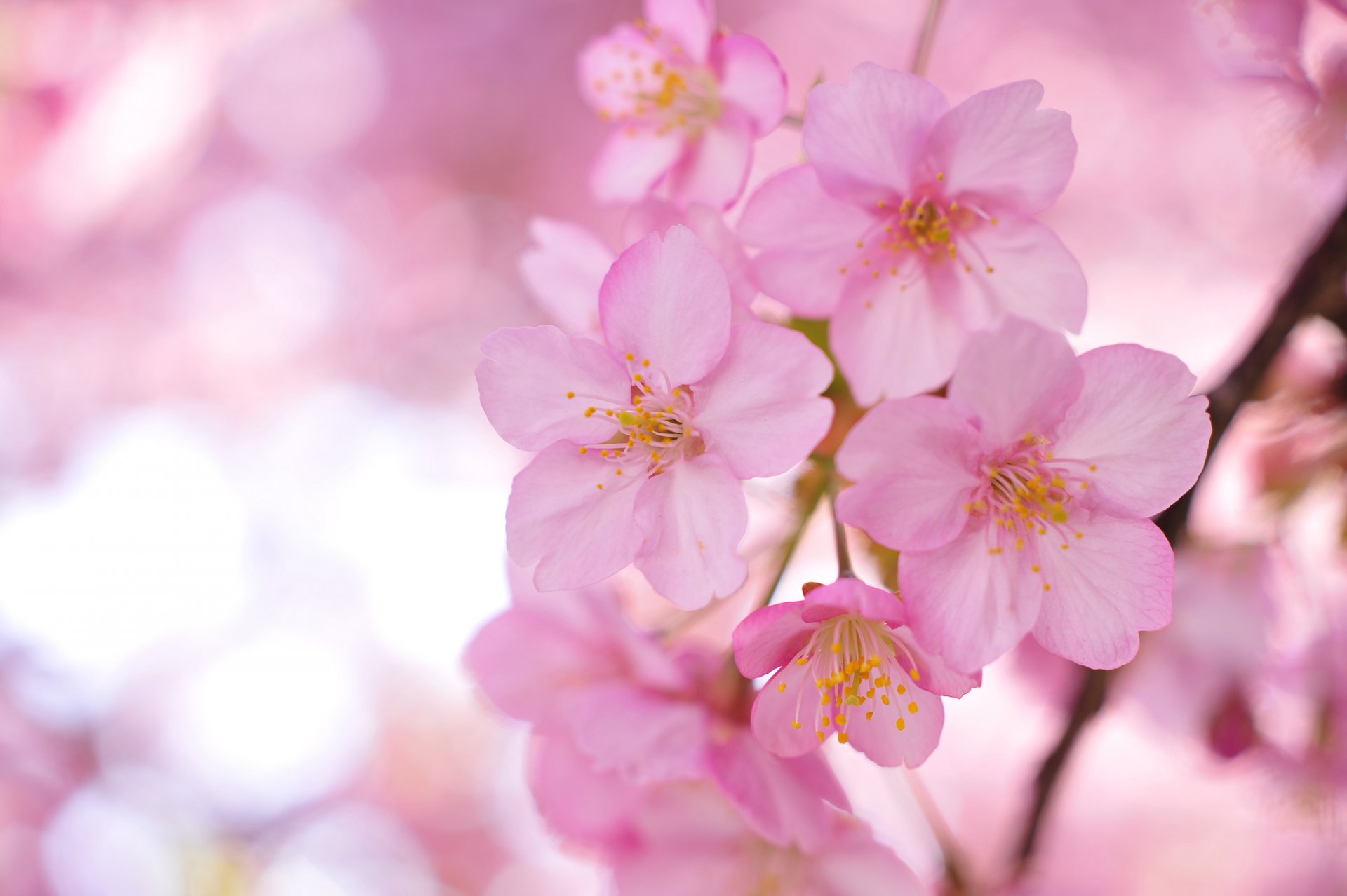 sakura albero rami rosa fiori petali sfocatura