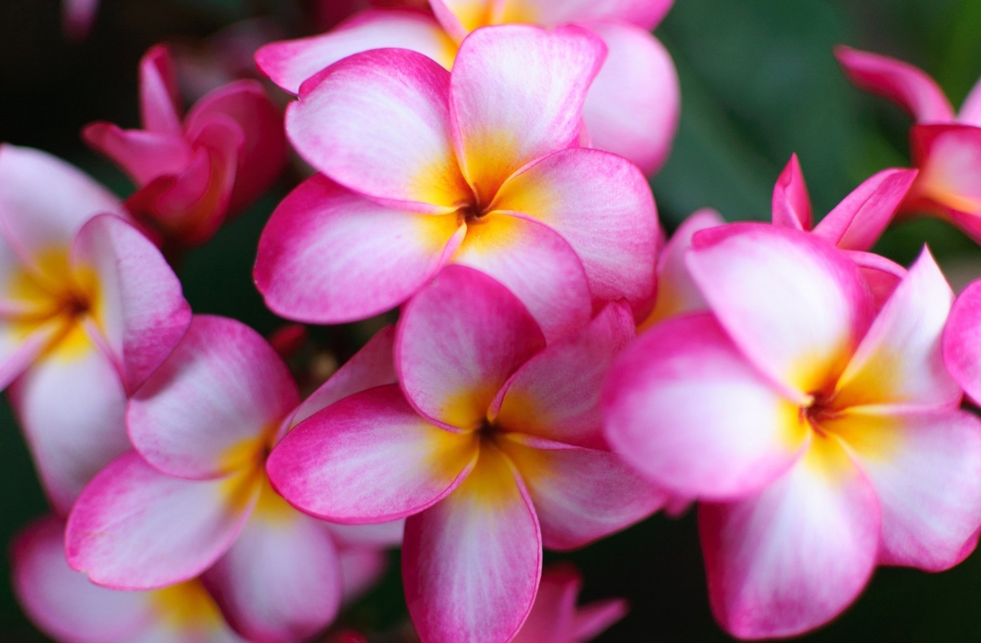 kwiaty uroda egzotyka frangipani plumeria biały różowy