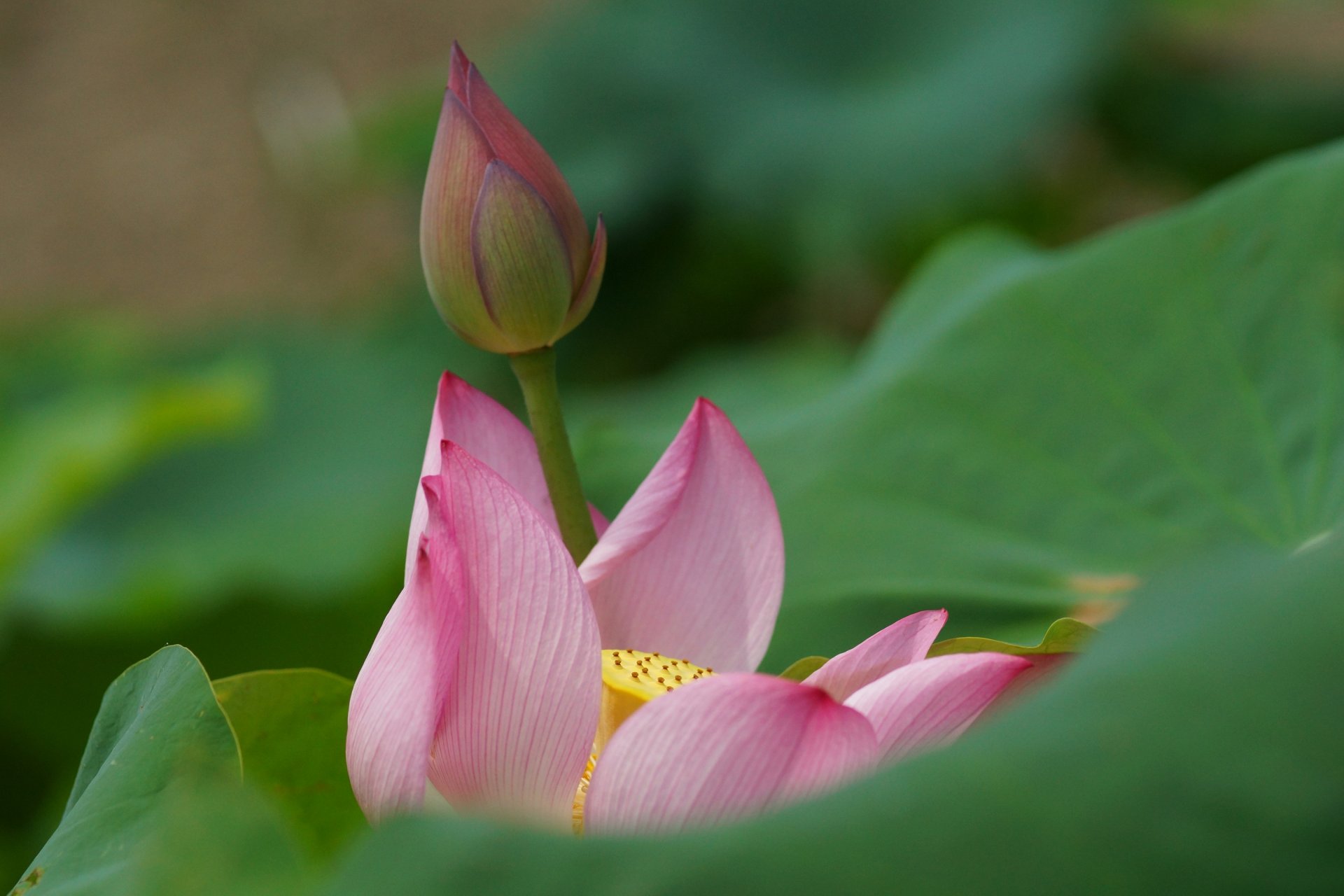 loto lirio de agua lirio de agua macro flor brote hojas rosa