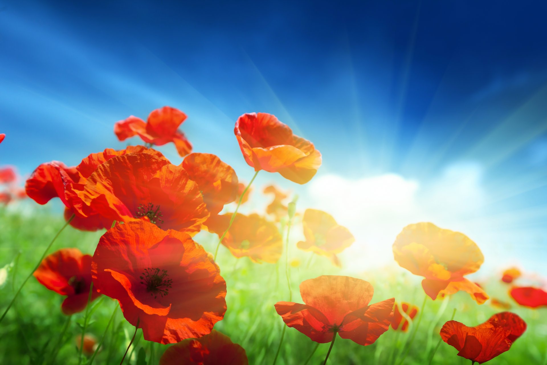 poppies flower red the field grass sky