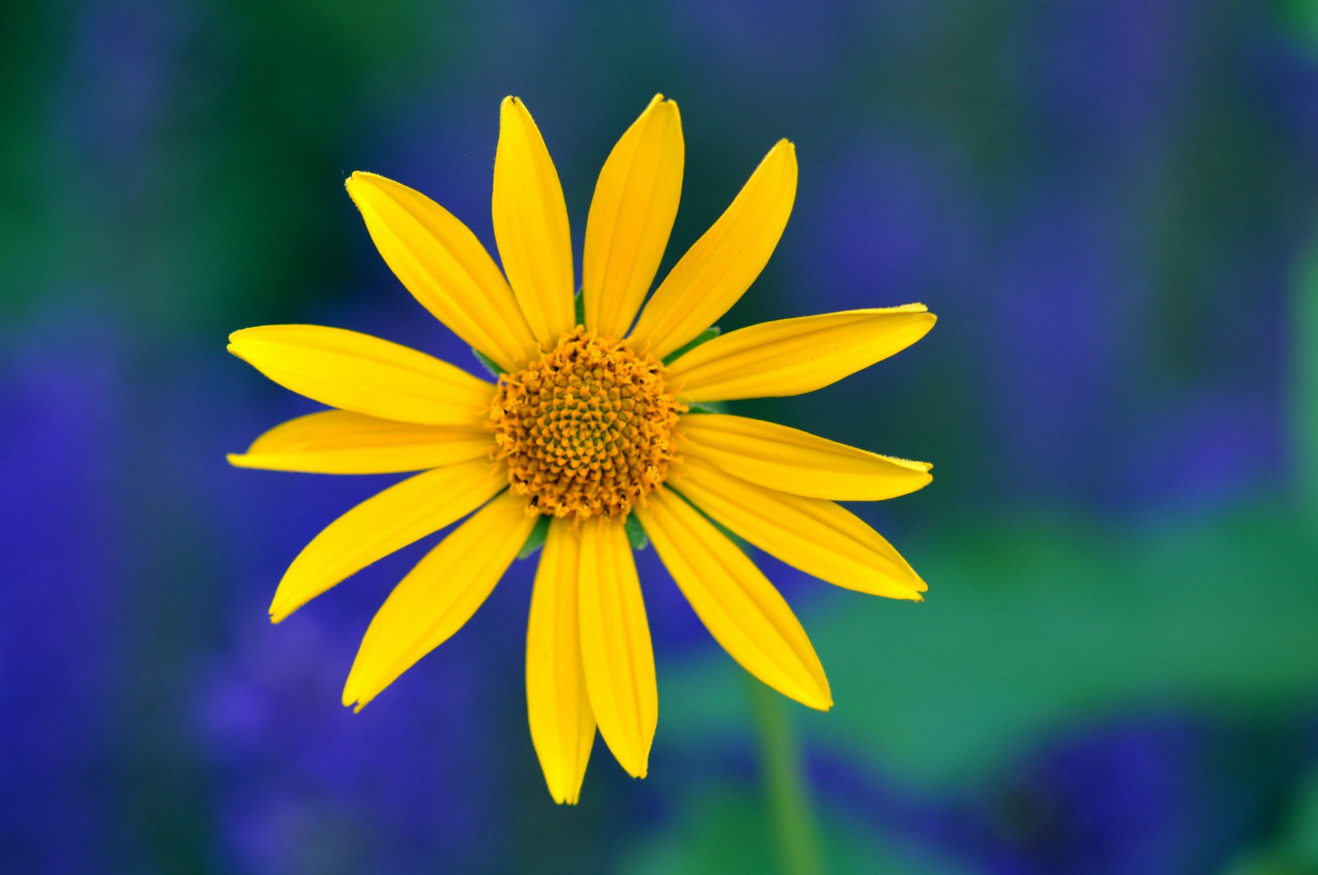 gelb blume blütenblätter makro blau grün hintergrund